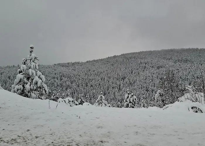 Alexia * זלאטיבור