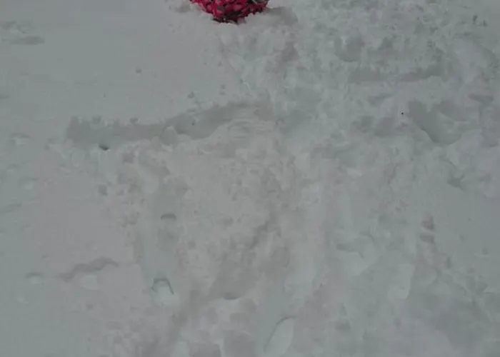 Alexia זלאטיבור